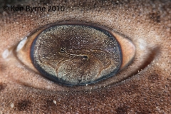 ken-dogfish eye
