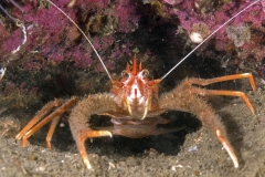 mark_Squat Lobster