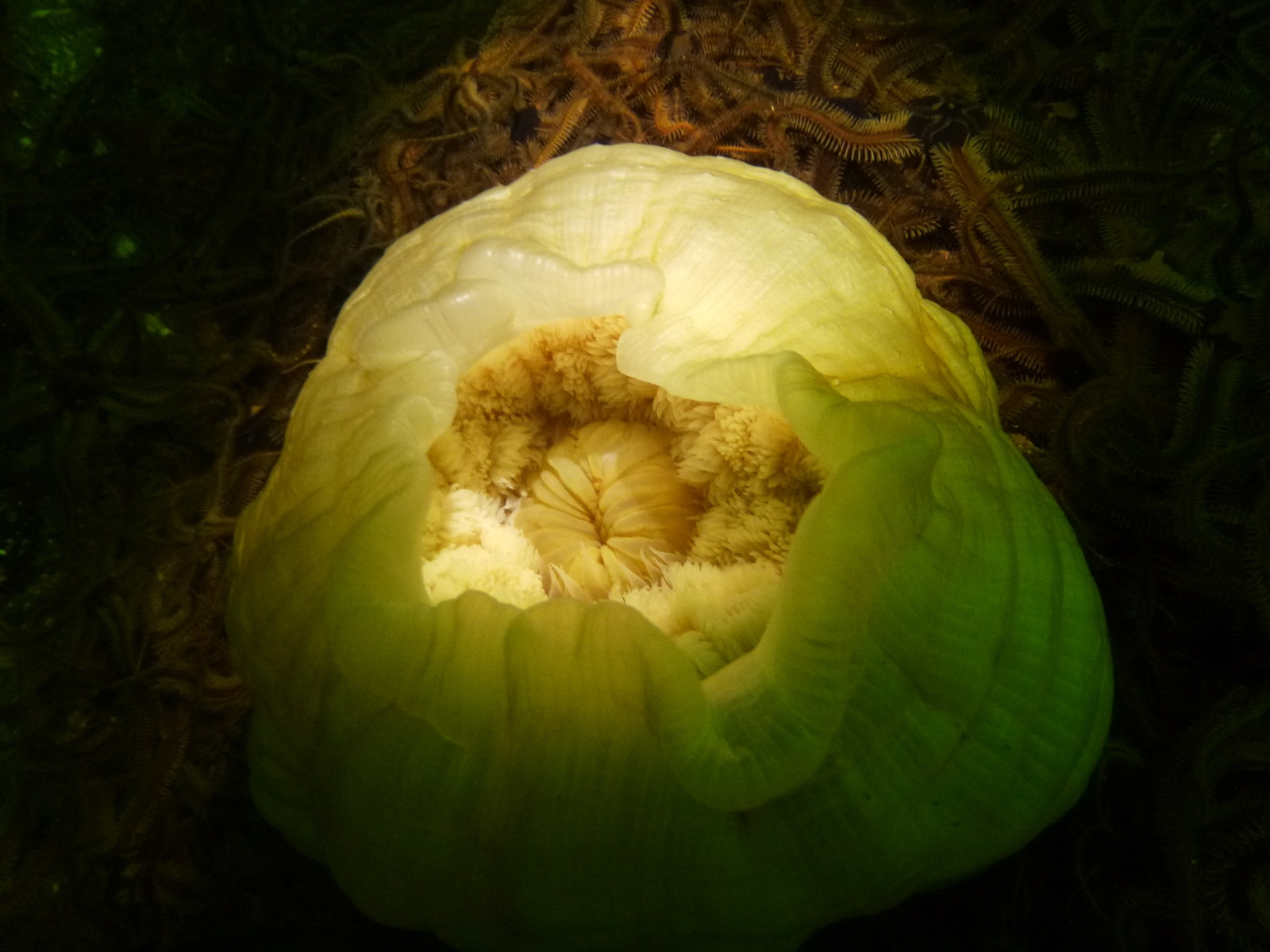Alien's Egg