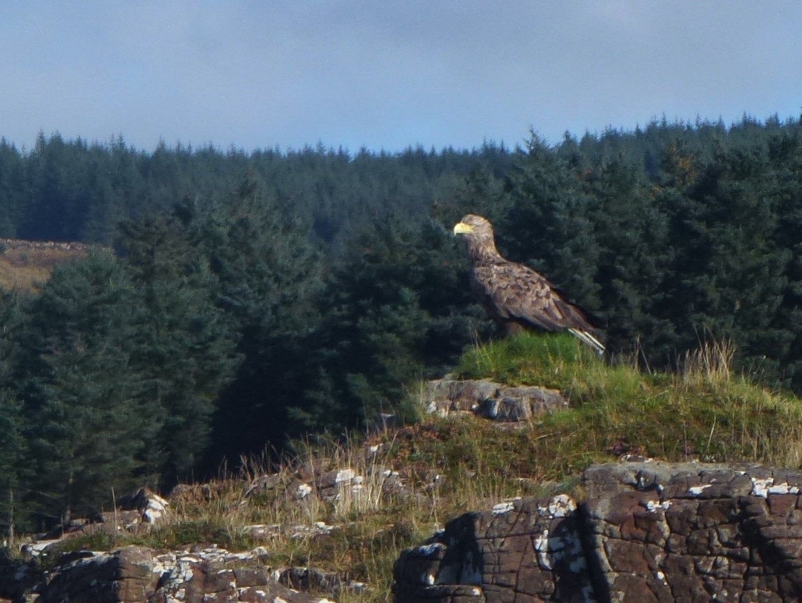 Sea Eagle