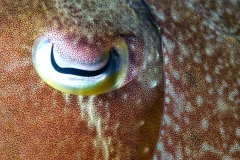 Cuttlefish