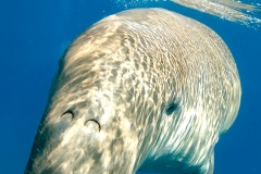 Dugong