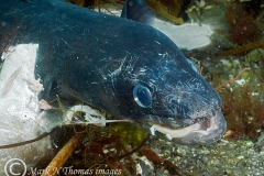 mark_DSC_051911