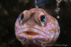 mark_DSC_0967