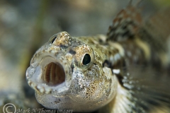 mark_DSC_639110