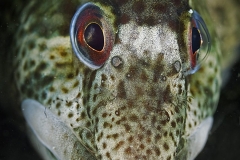 mark_DSC_697610