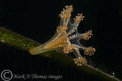 mark_DSC_750610