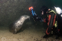 mark_Dirk & seal 1