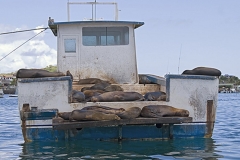 mark_K7_sealion-siesta