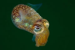 mark_Little-cuttle