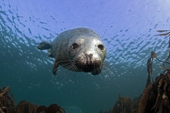 mark_Seal 11