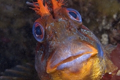 Tompot Blenny