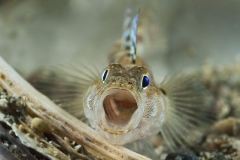 mark_nthomas_paintedgoby