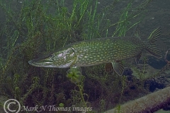 mark_wideangle_mnthomas_pike